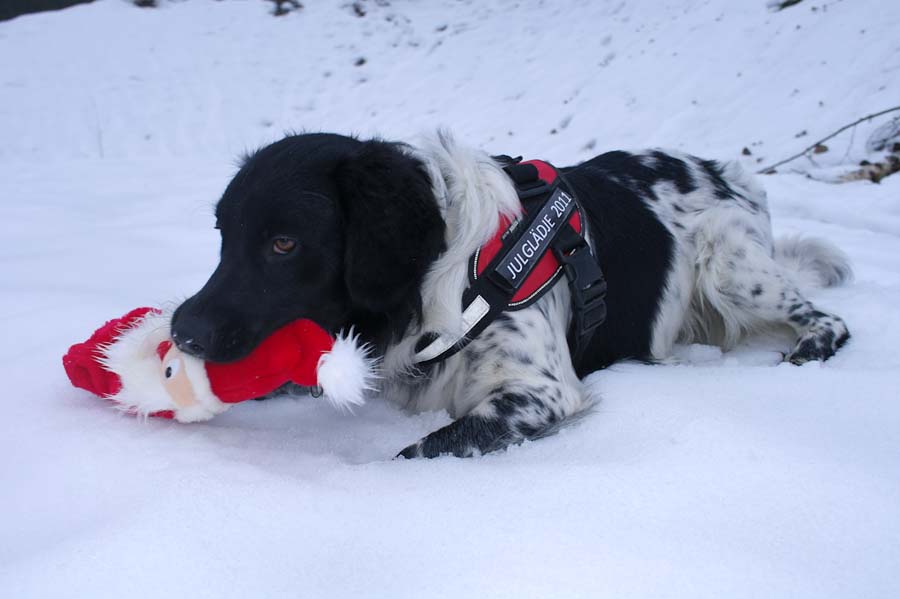 Ei taida tulla pukki enää meille. Kuva: Jouni.